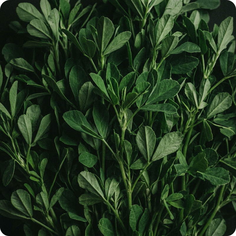 Fenugreek